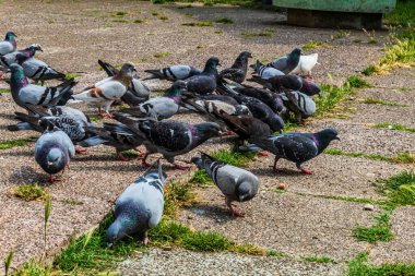 Bir grup güvercin yerde.
