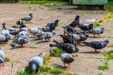 Şehirdeki bir grup güvercin