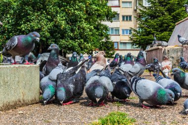 Parktaki güvercinler