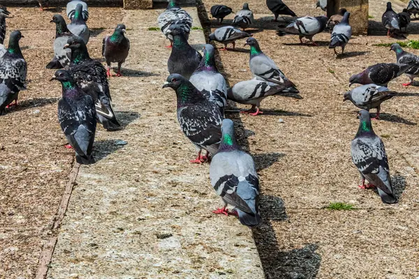 Sokaktaki güvercin sürüsü