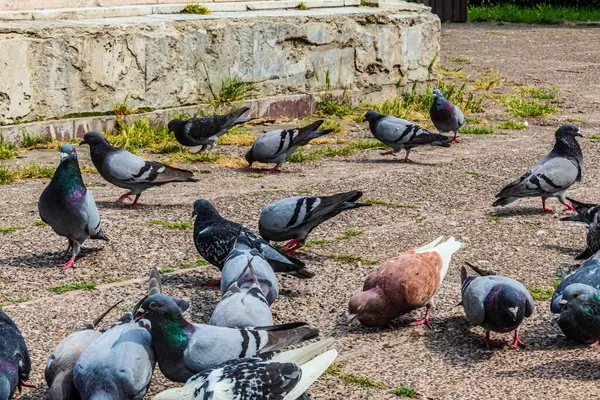 Güvercinler yerde oturuyor.