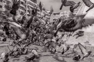 Şehirde güvercinler var.