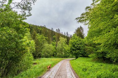 Doğanın güzel manzarası