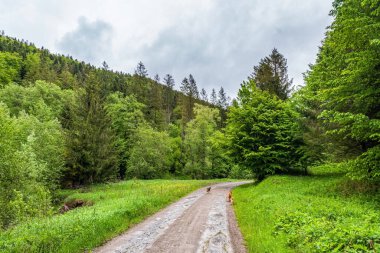 Dağlarda yeşil orman ve ağaçlar