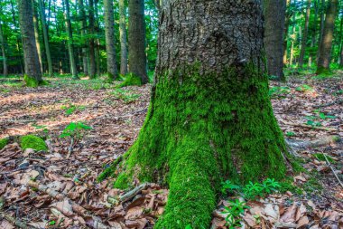 Ormanda yeşil yosun ve çam ağacı gövdeleri.