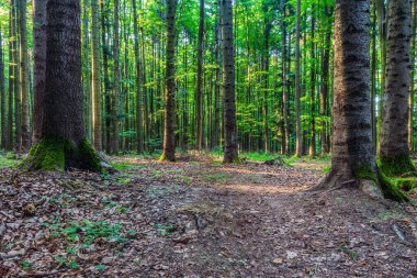 Sonbaharda ağaçlar ve yosunlarla dolu bir orman