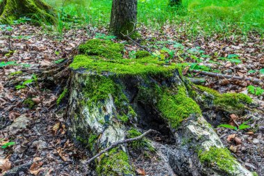 ağaç gövdesi üzerinde yeşil yosun