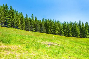 Ağaçları ve dağları olan yeşil çayır..