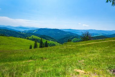 yeşil çayır ve dağ ormanı