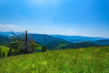 yeşil çayır ve baharda dağlar