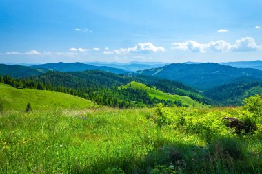 Karpatların yeşil dağları. Yaz manzarası