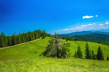 Yeşil orman dağlarında
