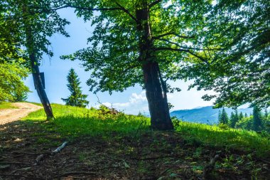 Ormanın güzel manzarası