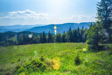 Dağlardaki yeşil orman