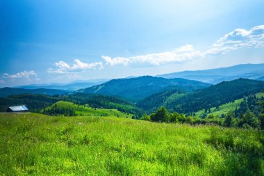 Yeşil çimenler ve mavi gökyüzü ile güzel bir yaz manzarası