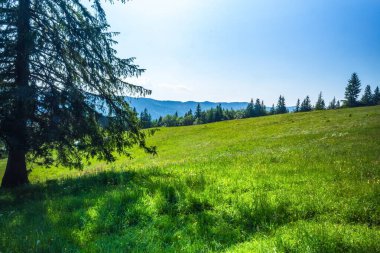 Arkasında dağ ve orman olan yeşil bir tarla. Güzel yaz manzarası.