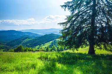 Yaz aylarında Karpat Dağları