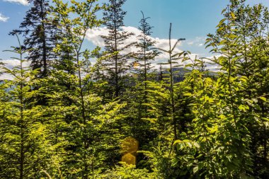 Orman, Karpatlar, Doğa Fotoğrafları - Avrupa, Doğu Avrupa, Romanya - Canon EOS 4000D Lens: EF-S 18-55 mm f / 3.5-5.6 is II