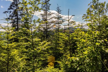 Orman, Karpatlar, Doğa Fotoğrafları - Avrupa, Doğu Avrupa, Romanya - Canon EOS 4000D Lens: EF-S 18-55 mm f / 3.5-5.6 is II