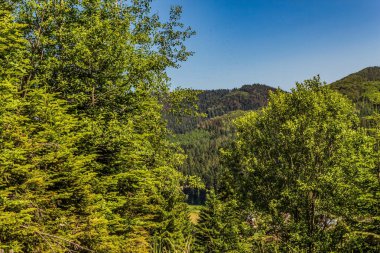 Orman, Karpatlar, Doğa Fotoğrafları - Avrupa, Doğu Avrupa, Romanya - Canon EOS 4000D Lens: EF-S 18-55 mm f / 3.5-5.6 is II
