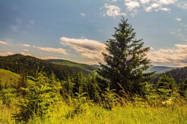 Ormanda yeşil ağaçlar. Dağlardaki güzel manzara, güneşli gün.