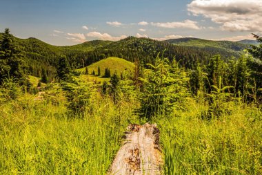 Dağ manzarası. Dağ Ormanı.