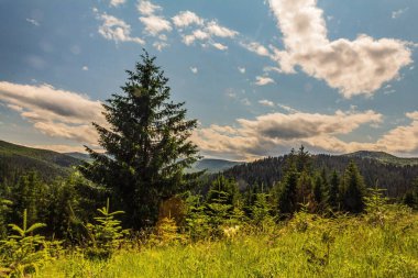 Karpat Dağları. Yaz dağı manzarası.
