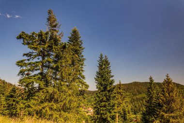Dağlarda bir ağacı olan güzel bir manzara.