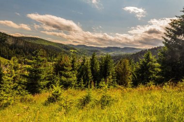 Yaz ormanında yeşil çayır