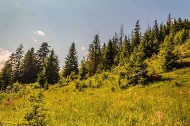 Güneşli bir günde güzel dağ ormanı