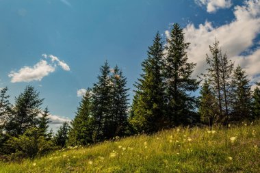 Ağaçları ve mavi gökyüzü olan güzel bir manzara.