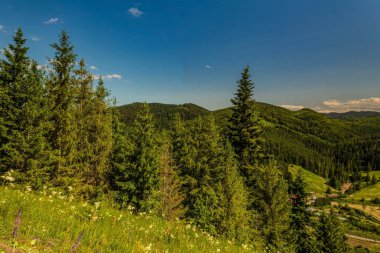 yeşil orman ve dağ manzarası