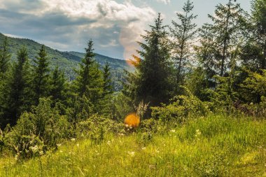 Karpatya dağlarında güneşli bir günde ormanı ve bulutlu gökyüzü olan güzel dağ manzarası.