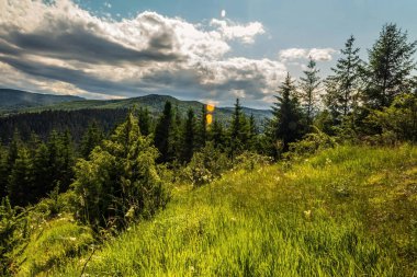 Dağdaki güzel yeşil orman
