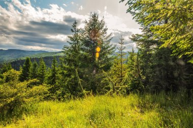 Yazın yeşil ormanın güzel manzarası