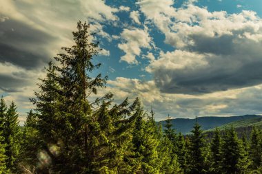 Dağlardaki yeşil orman