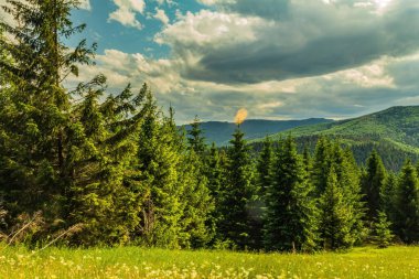 Güzel bir ormanı olan dağ manzarası