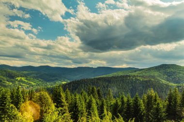 Önünde çam ağacı olan yaz dağları manzarası.