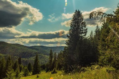 Ağaçlar ve ormanlarla dolu güzel bir manzara.