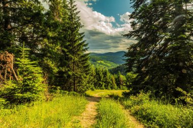 Ormanda yolu olan güzel bir dağ manzarası.