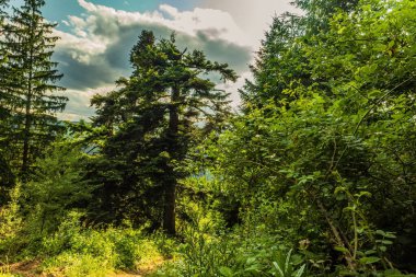 Dağlardaki güzel yeşil orman
