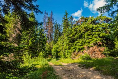 Orman yolu olan güzel bir manzara.