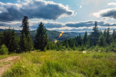 Ormanı ve yüksek kaliteli ağaçları olan bir dağ yolu.