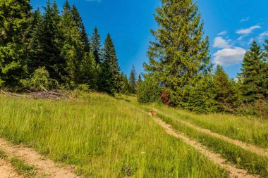 Toprak yol çam ormanı