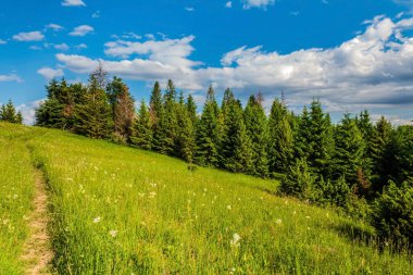 Güzel yaz manzarası. Dağ sırasının yamacında yeşil çimenler ve çam ağaçları. Arka planda mavi gökyüzü var. Ormandaki güzel dağ yolu