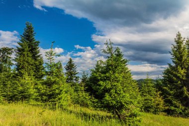 Dağlardaki güzel yeşil çam ormanı