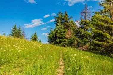 Çiçek tarlası olan güzel bir manzara