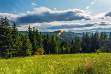 Yeşil orman ve dağ sırası