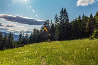 güzel dağ manzarası ile orman