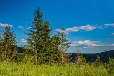 Ağaçları ve mavi gökyüzü olan güzel bir manzara.